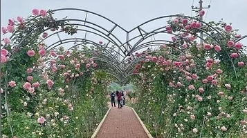金甲玫瑰园