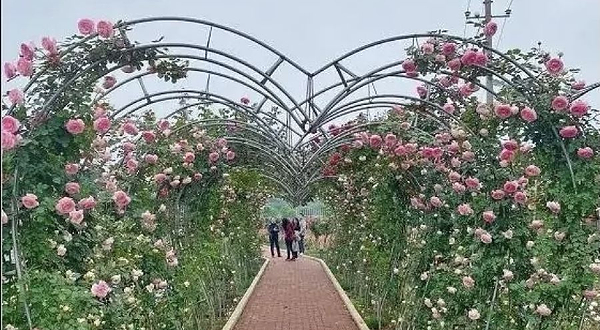 金甲玫瑰园