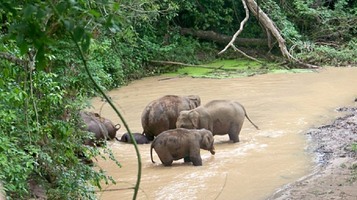 深圳野生动物园-大象馆
