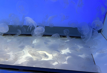 茨城县大洗水族馆第 17 张图片