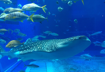 冲绳美丽海水族馆第 47 张图片
