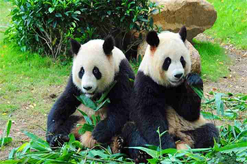深圳野生动物园第 131 张图片