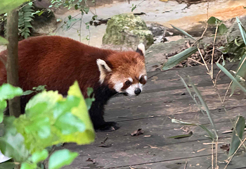 成都大熊猫繁育研究基地第 685 张图片