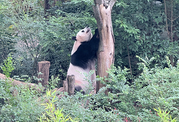成都大熊猫繁育研究基地第 392 张图片
