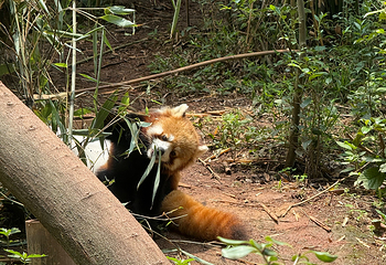 成都大熊猫繁育研究基地第 362 张图片