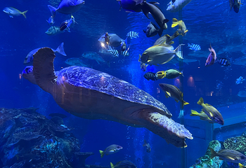 鸟羽水族馆第 21 张图片