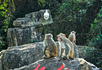 南湾猴岛生态旅游区第 99 张图片