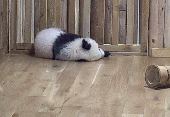 成都大熊猫繁育研究基地第 793 张图片