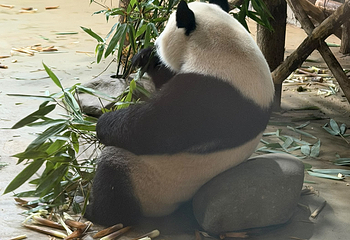 成都大熊猫繁育研究基地第 344 张图片