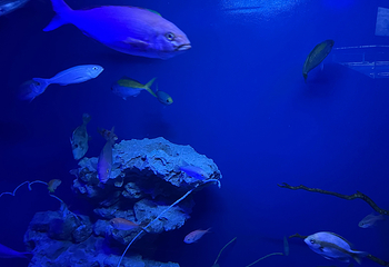 冲绳美丽海水族馆第 173 张图片