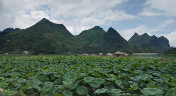 安顺市黄果树旅游区把路莲藕园