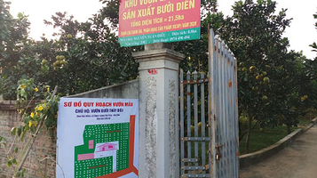 Vườn bưởi Thủy Điều