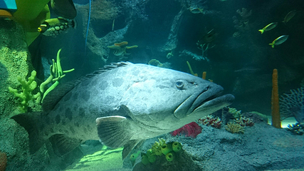 名古屋SEA LIFE水族馆第 2 张图片
