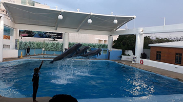 Interactive Aquarium