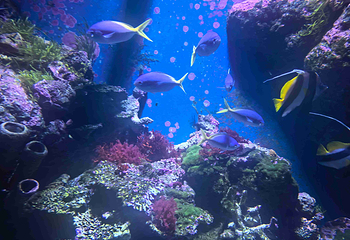 凯恩斯水族馆第 44 张图片