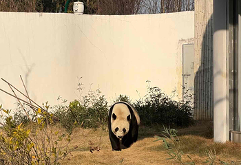 岳阳中华大熊猫苑第 20 张图片