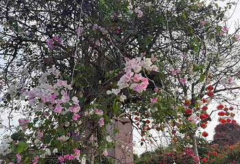 青秀山第 266 张图片