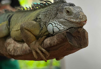 富国岛珍珠野生动物园第 57 张图片