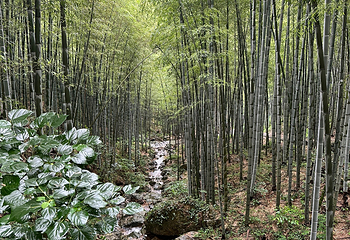 宜兴竹海风景区第 42 张图片