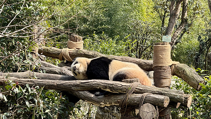 熊猫谷第 45 张图片