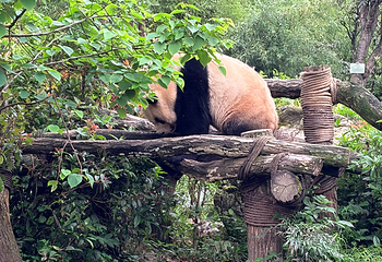 熊猫谷第 125 张图片