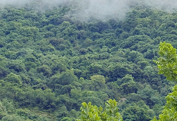 高黎贡山第 46 张图片