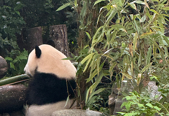成都大熊猫繁育研究基地第 317 张图片