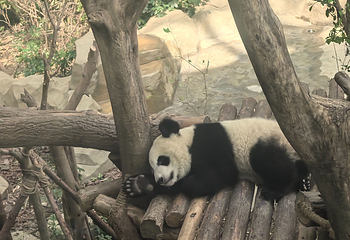 成都大熊猫繁育研究基地第 409 张图片