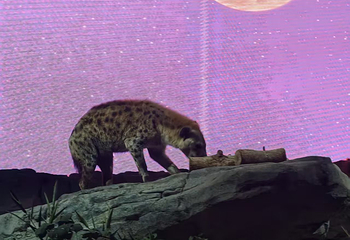 夜间野生动物园第 129 张图片