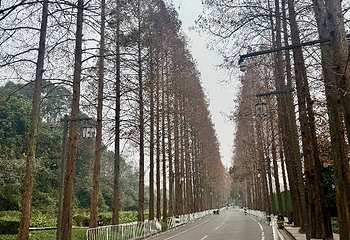 青城山第 496 张图片