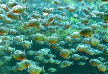 丹麦国立水族馆第 28 张图片