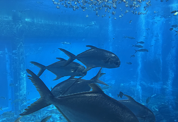 墨尔本水族馆第 48 张图片