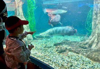 吉隆坡城中城水族馆第 28 张图片