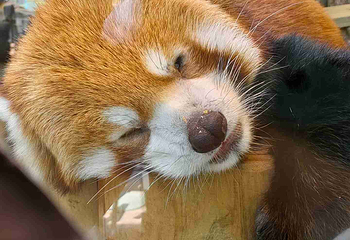 北京野生动物园第 413 张图片