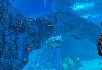 悉尼水族馆第 46 张图片