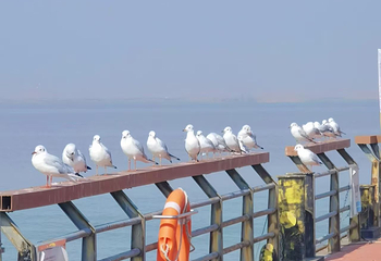 乌海湖休闲度假旅游区第 51 张图片