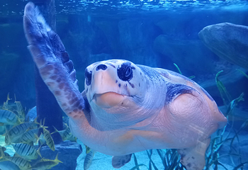 釜山SEA LIFE水族馆第 32 张图片