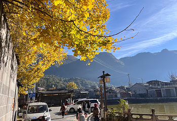 银杏村第 40 张图片
