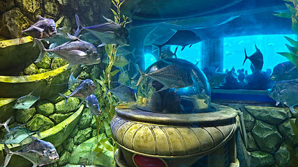 三亚亚特兰蒂斯失落的空间水族馆第 132 张图片