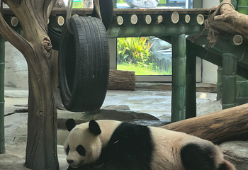 岳阳中华大熊猫苑第 43 张图片