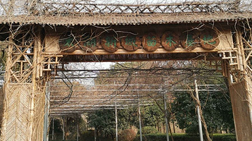 太湖新城苗木基地