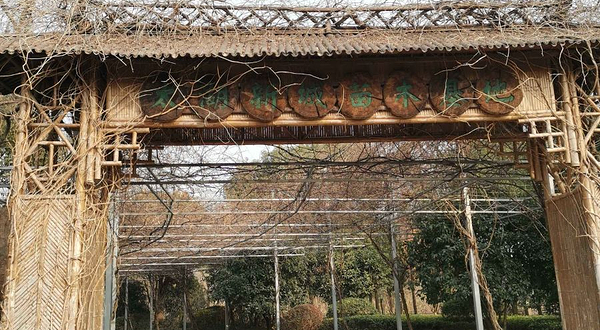 太湖新城苗木基地