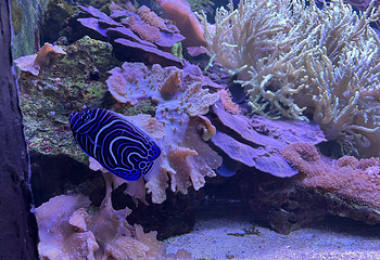 昂内维尔水族馆第 5 张图片