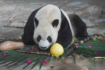 海南热带野生动植物园第 32 张图片