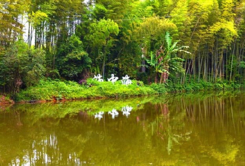 蜀南竹海第 62 张图片