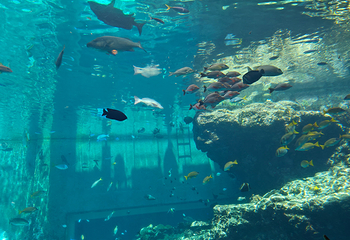 冲绳美丽海水族馆第 96 张图片