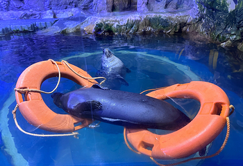 济州岛Aqua Planet水族馆第 35 张图片