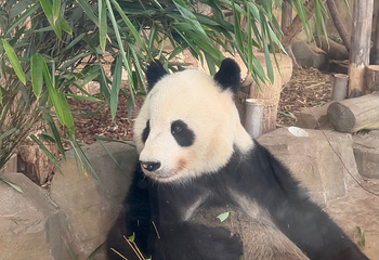 成都大熊猫繁育研究基地第 499 张图片