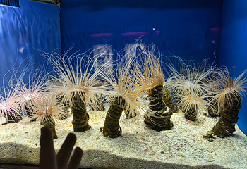 上海海洋水族馆第 185 张图片