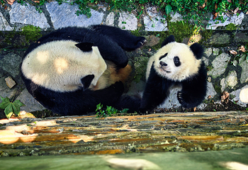 卧龙中华大熊猫苑神树坪基地第 33 张图片